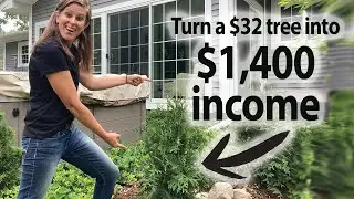 How to Maximize Profit By Propagating Green Giant Arborvitae Trees