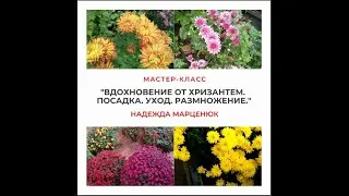 Многолетние хризантемы  Фрагмент. Мастер-класса   Надежды Марценюк