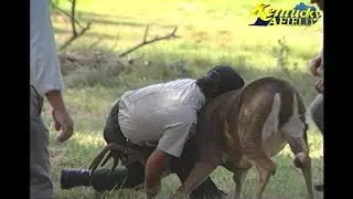 Deer Attacks While Filming Kentucky Afield