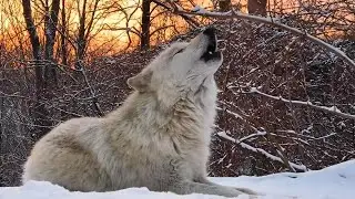 Wonderful Wolf Sings at Sunset