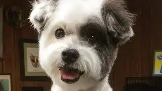 Adorable Dogs Before And After Haircuts