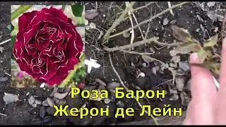 Дневник Садовницы 26 01 2024 Мой сад после снега)).  Самолеты гудят, ветер воет....розы ждут весну