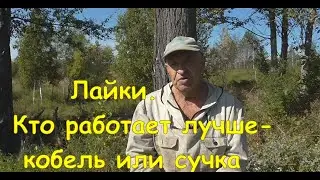 Кобель или сучка