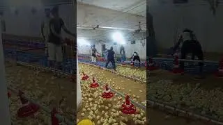 Broiler chicks opening in the farm #broilerchicken #poultry #poultryfarm #poultryfarming #chicken