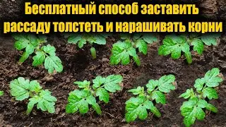 Я ОБАЛДЕЛ, 1 ЛОЖКА ЗАСТАВЛЯЕТ ЛЮБУЮ РАССАДУ ТОЛСТЕТЬ И АКТИВНО РАЗВИВАТЬСЯ, РАССАДА КОРЕНАСТАЯ