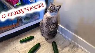 Приколы с котами! Смешные коты с ОЗВУЧКОЙ! СМЕШНЫЕ ЖИВОТНЫЕ 2022! Ржака до слез – Доми шоу