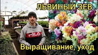 ЛЬВИНЫЙ ЗЕВ - Как вырастить низкую, крепкую и пышную рассаду.