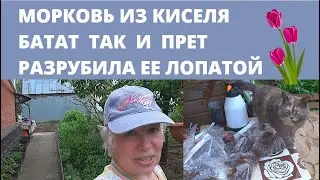 🔴ВЛОГ🔴Морковь из киселя🔴Разрубила ее лопатой🔴Батат так и прет🔴 