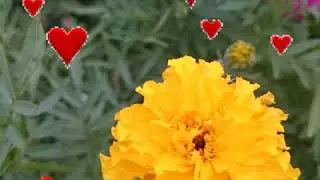 DÜŞTÜM DİLDEN DİLE BEN