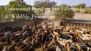 A Longer Look at Communal Herding for Livestock and Wildlife Protection