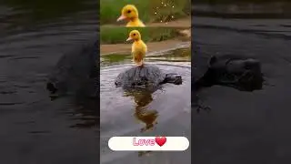 Smart and affectionate ducklings. A  beautiful moment #3249 - #shorts