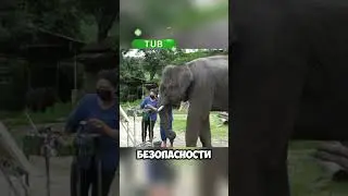 Этот слон был изгнан со своего стада, но.. #shorts