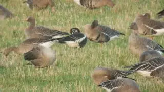 Bernikla rdzawoszyja Branta ruficollis Red-breasted Goose - 03.11.2020 - Zb.Wonieść (pow. Kościan)