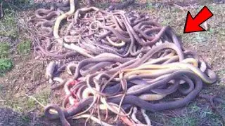 A mountain of chopped snakes. You won't believe it when you find out who killed them...