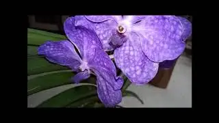 Неутомимая цветунья, ванда Vanda Pak Chong Blue.