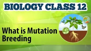 What Is Mutation Breeding - Enhancement in Food Production - Biology Class 12