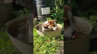 Аномальная жара установилась в Подосиновском районе. Страдают не только люди, но и животные