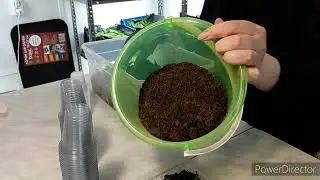 Клубневая Бегония из семян.  Первая пикировка .