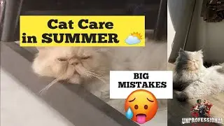 Persian Cat Care in Summer | How to keep your Cat Cool in summer | Hot weather Cat care tips