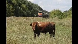 Diesel locomotive 2TE116 885 on the stretch Buturlinovka - Vorob'evka the South-Eastern railway.