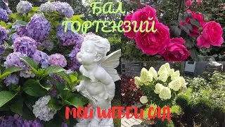 Бал гортензий. Мой ШЕББИ САД.