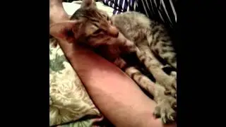 Кот массажист