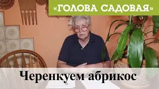 Голова садовая - Черенкуем абрикос