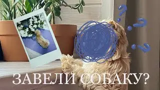 МЫ ЗАВЕЛИ СОБАКУ 🌳 снова плачу и смеюсь ✨