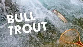 BIG Bull Trout Fishing in TINY Creeks!