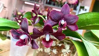 transplanting an orchid into coconut chips and glassware A CLOSED SYSTEM for a lazy orchid lover