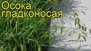 Осока гладконосая. Краткий обзор, описание характеристик carex leiorhyncha