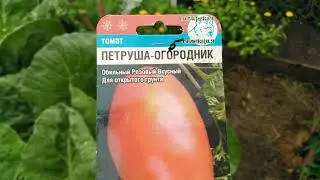 Томаты🍅ПЕТРУША ОГОРОДНИК и МОНГОЛЬСКИЙ КАРЛИК 🌿в открытом грунте🌞 НАКОНЕЦ -ТО 👍я увидела какие они.