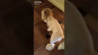 Приколы из WhatsApp