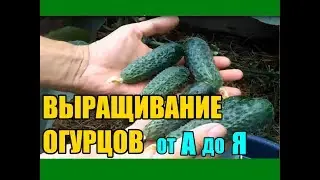 Выращивание огурцов от А до Я