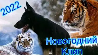 С наступившим 2022 годом! Поздравления от немецкой овчарки Альфы!!!🎄🎄🎄