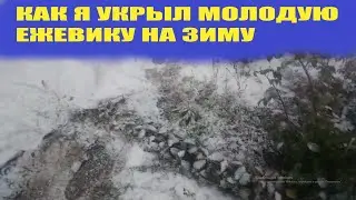 Как укрыть молодую ежевику на зиму в средней полосе