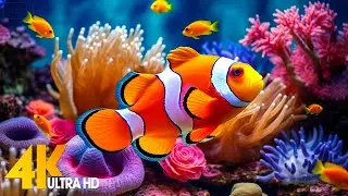 Aquarium 4K VIDEO (ULTRA HD) 🐠 Beautiful Coral Reef Fish - Relaxing Sleep Meditation Music
