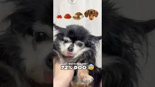 Real puppy was insane🥰 