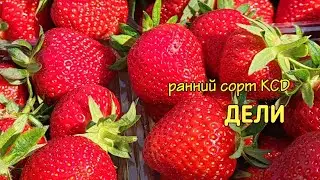 🍓Обзор сорта ДЕЛИ🍓. 22.05.2024. СТАВРОПОЛЬ.