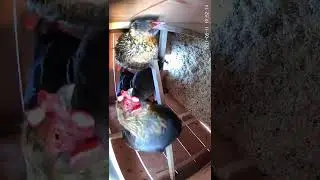 Our 6 Hens Episode 4 - Pecking Order 1 (Shorts)