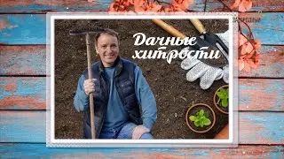 Выращивание первой зелени и эфиромасличных культур  в ранневесеннем грунте // Дачные хитрости