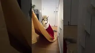 Дорогу королю