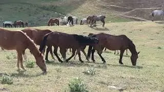 Semental Corindón caballos . Encuentro de primavera con yeguas Cavalos horses,1