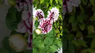 Георгины и цветущие тимьяны 