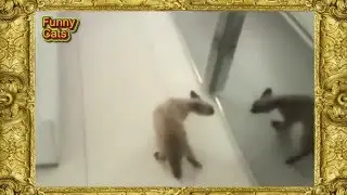 Funny cats. The battle with the cat in the mirror. Битва кота с отражением в зеркале #2