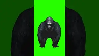 Big gorilla. Green screen, footage #short