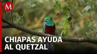 Instalan diorama para la conservación del Quetzal en zoológico de Chiapas