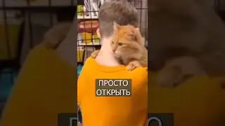 Кот ВЫБРАЛ себе хозяина в приюте