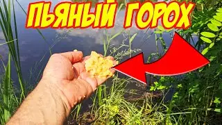 ПЬЯНЫЙ ГОРОХ. Подводные Съемки