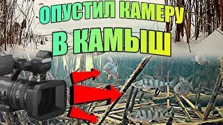 Опустил камеру в береговой камыш. СТАИ ОКУНЯ!!! Подводная съёмка.